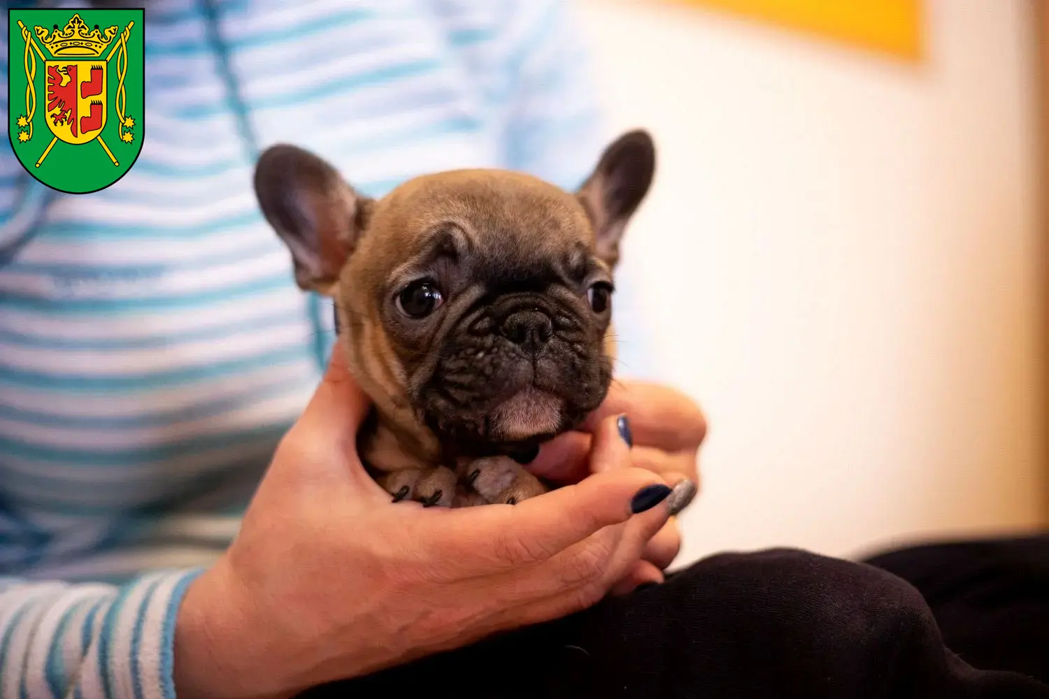 Mehr über den Artikel erfahren Französische Bulldogge Züchter und Welpen in Wittmund