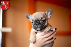 Mehr über den Artikel erfahren Französische Bulldogge Züchter und Welpen in Worms