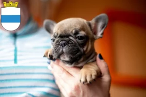 Mehr über den Artikel erfahren Französische Bulldogge Züchter und Welpen in Zug