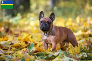 Mehr über den Artikel erfahren Französische Bulldogge Züchter und Welpen in Flevoland