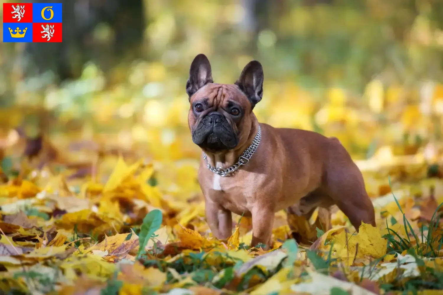 Mehr über den Artikel erfahren Französische Bulldogge Züchter und Welpen in Hradec Králové