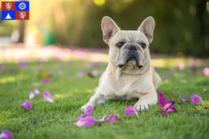 Mehr über den Artikel erfahren Französische Bulldogge Züchter und Welpen in Liberec