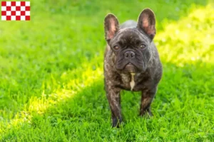 Mehr über den Artikel erfahren Französische Bulldogge Züchter und Welpen in Nordbrabant