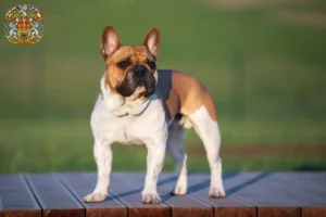 Mehr über den Artikel erfahren Französische Bulldogge Züchter und Welpen in Prag