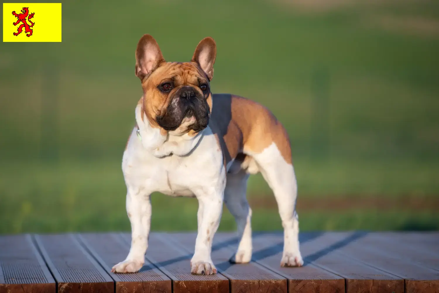 Mehr über den Artikel erfahren Französische Bulldogge Züchter und Welpen in Südholland