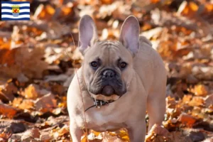 Mehr über den Artikel erfahren Französische Bulldogge Züchter und Welpen in Zeeland