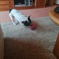 Obelix sucht ein liebes Zuhause