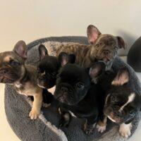 Französische Bulldogge Welpen,reinrassig-suchen liebende Familien