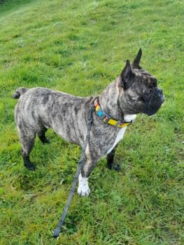 Neues Zuhause für Ernest, Französische Bulldogge (4 Jahre alt)