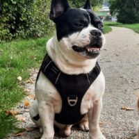 Frenchie- Weibchen gesucht zum Decken