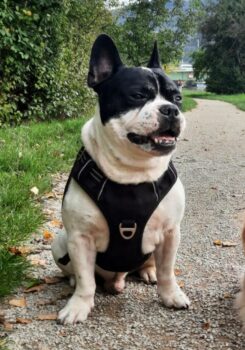 Frenchie- Weibchen gesucht zum Decken